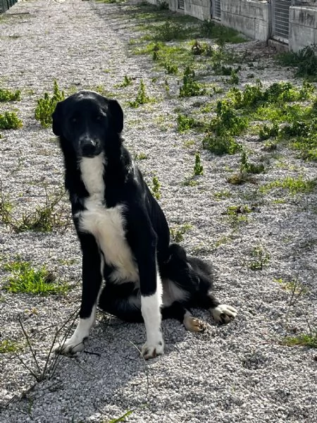 Pako, andate oltre alla sua taglia,&egrave; dolcissimo  | Foto 1