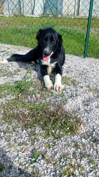 Pako, andate oltre alla sua taglia,&egrave; dolcissimo  | Foto 0