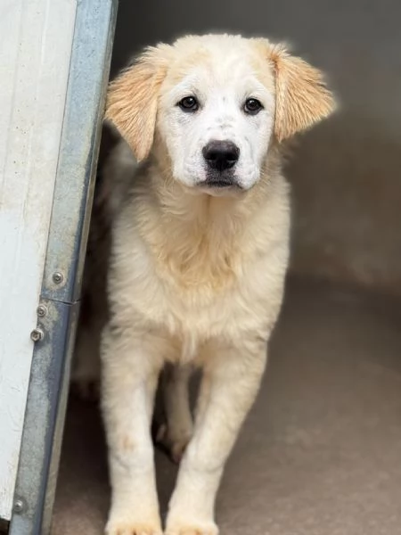 Ultimo cucciolo taglia media grande  | Foto 4