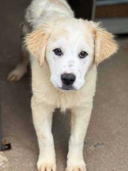 Ultimo cucciolo taglia media grande  | Foto 2