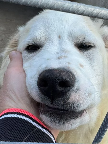 Ultimo cucciolo taglia media grande  | Foto 1