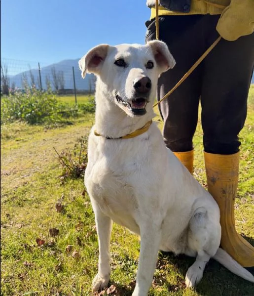 Stella cagnolona che non da problemi 