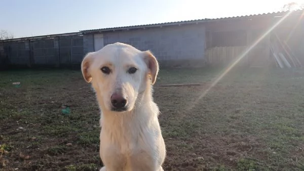 Ginny visibile a Pavia  | Foto 4