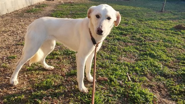 Ginny visibile a Pavia  | Foto 3