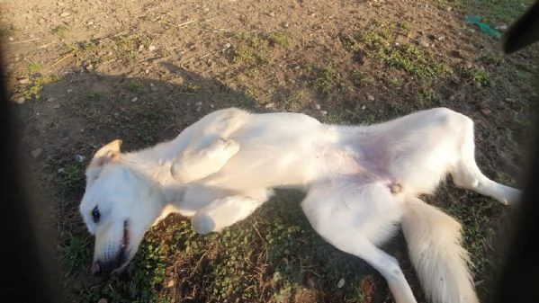 Ginny visibile a Pavia  | Foto 2