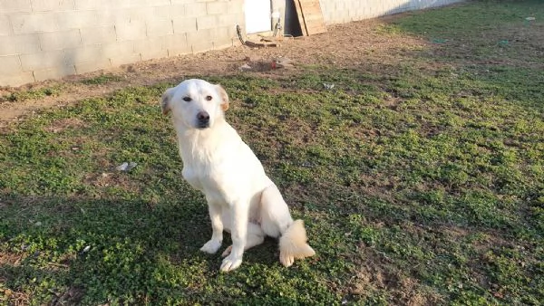 Ginny visibile a Pavia  | Foto 1