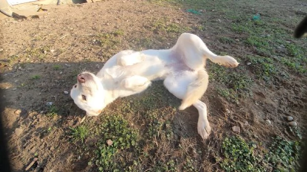 Ginny visibile a Pavia  | Foto 0