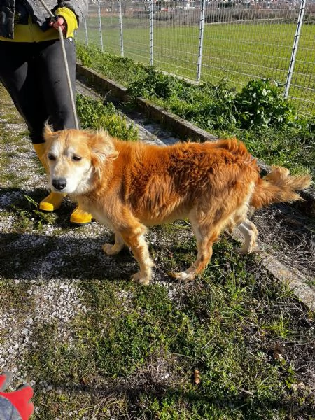 Salvo cagnolino dolcissimo che implora carezze  | Foto 3