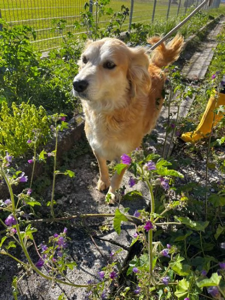 Salvo cagnolino dolcissimo che implora carezze  | Foto 2
