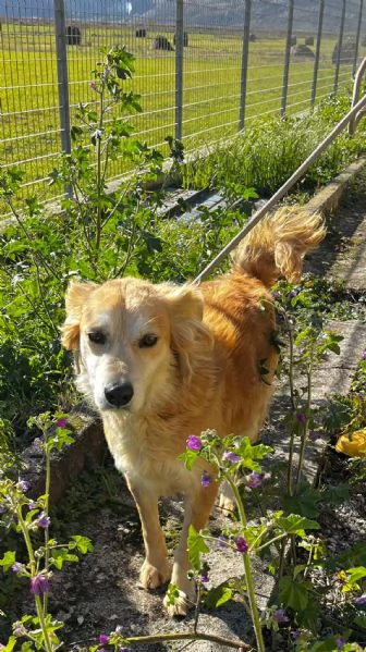 Salvo cagnolino dolcissimo che implora carezze  | Foto 1