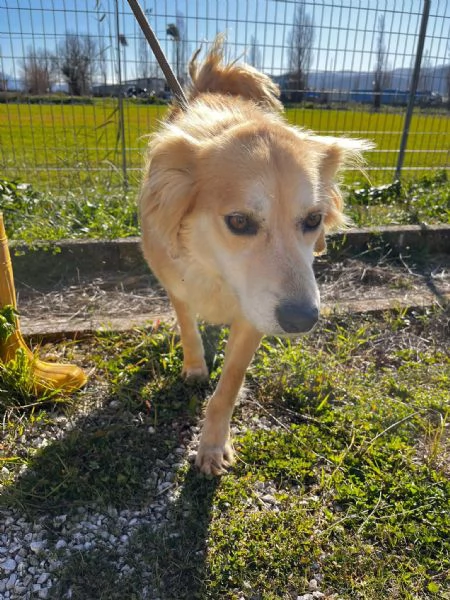 Salvo cagnolino dolcissimo che implora carezze  | Foto 0