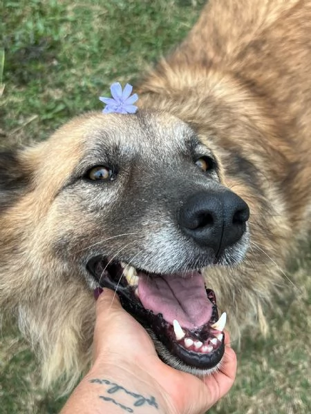 Rony, nessun interesse solo perch&eacute; ha 6 anni  | Foto 5