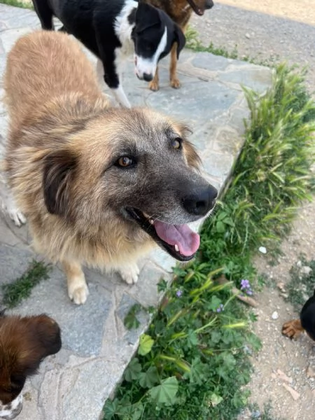 Rony, nessun interesse solo perch&eacute; ha 6 anni  | Foto 4