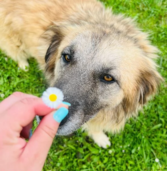 Rony, nessun interesse solo perch&eacute; ha 6 anni  | Foto 3