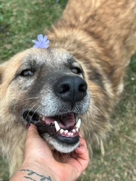 Rony, nessun interesse solo perch&eacute; ha 6 anni  | Foto 0