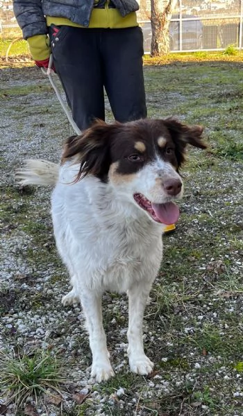 Molly anima innocente in un box | Foto 4