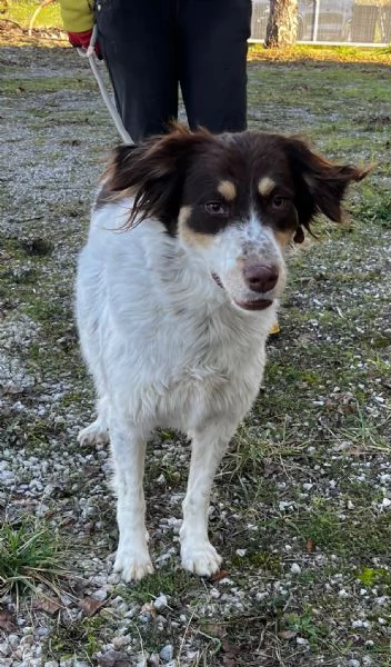 Molly anima innocente in un box | Foto 3