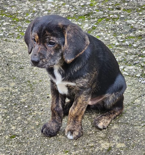 Mulan cucciola futura taglia media contenuta  | Foto 1