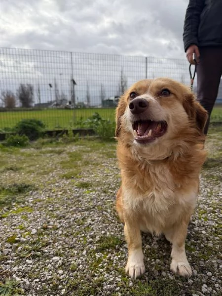 Janine cagnolina dolcissimo a Genova  | Foto 5