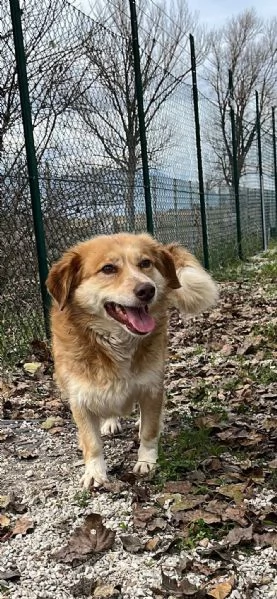 Janine cagnolina dolcissimo a Genova 
