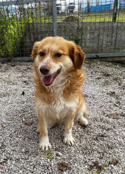 Janine cagnolina dolcissimo a Genova  | Foto 4