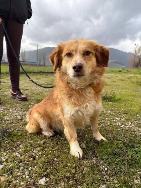 Janine cagnolina dolcissimo a Genova  | Foto 2