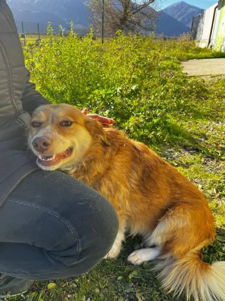 Janine cagnolina dolcissimo a Genova  | Foto 1