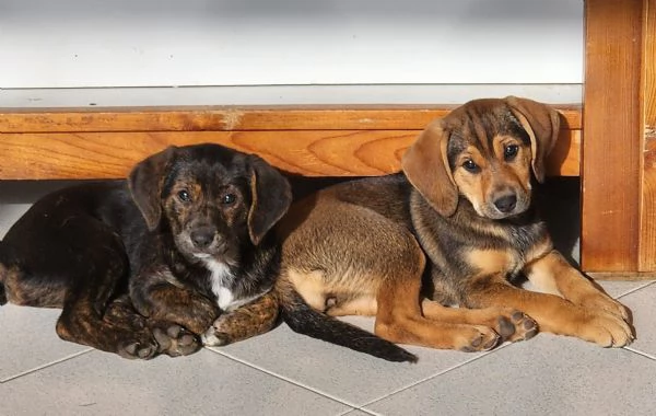 Xena cucciola con un super musetto  | Foto 6