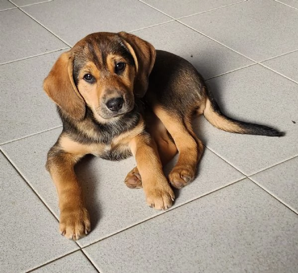 Xena cucciola con un super musetto  | Foto 3