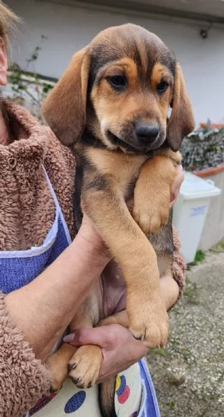 Xena cucciola con un super musetto  | Foto 2