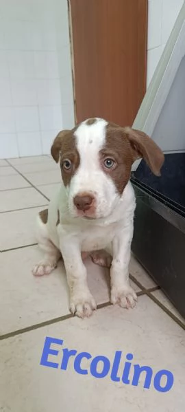 La carica dei 6 fratelloni mix pitbull  | Foto 5