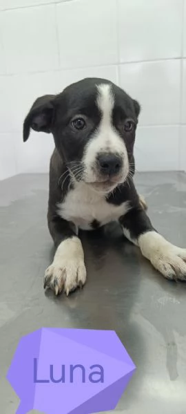 La carica dei 6 fratelloni mix pitbull  | Foto 4