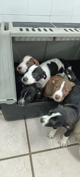 La carica dei 6 fratelloni mix pitbull  | Foto 3