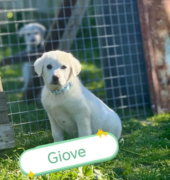 Cuccioli bellissimi in cerca di casa  | Foto 4