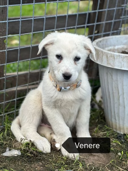 Cuccioli bellissimi in cerca di casa  | Foto 3