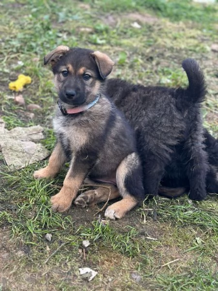 Cuccioli bellissimi in cerca di casa  | Foto 1