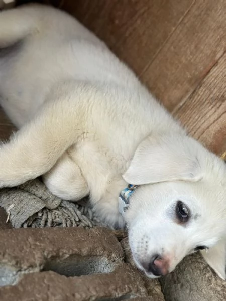 Cuccioli bellissimi in cerca di casa  | Foto 0