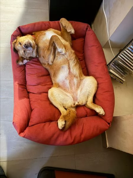 Riccia sogna una famiglia  | Foto 0