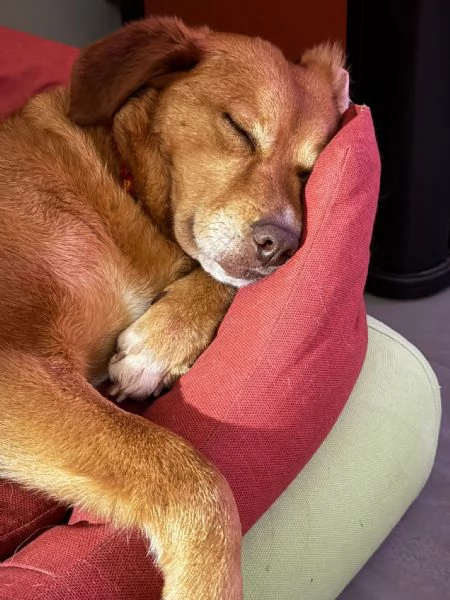 Riccia sogna una famiglia 