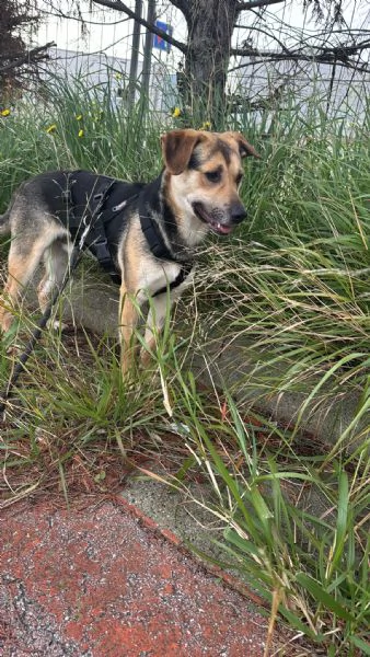 Rudy cucciolone vi aspetta ad Albenga  | Foto 2