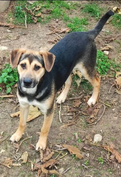 Rudy cucciolone vi aspetta ad Albenga  | Foto 1