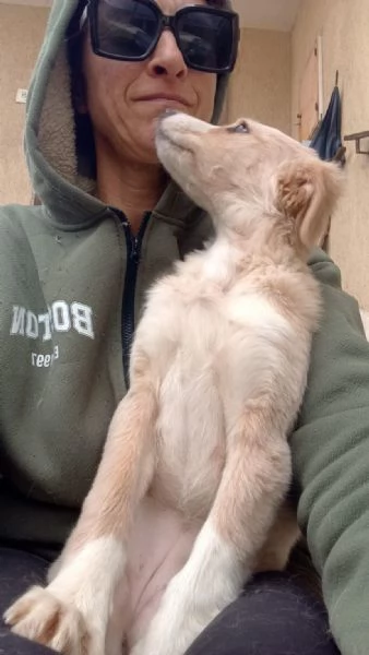 Sofia cucciola Carinissima taglia media contenuta  | Foto 5