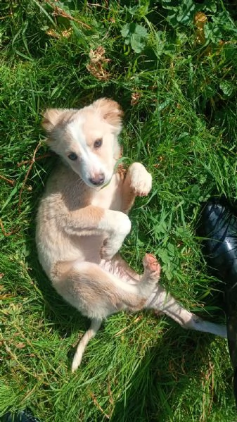 Sofia cucciola Carinissima taglia media contenuta  | Foto 3