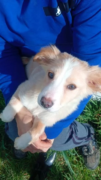 Sofia cucciola Carinissima taglia media contenuta 