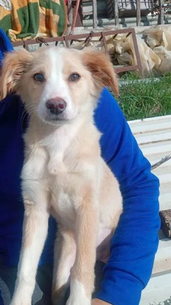 Sofia cucciola Carinissima taglia media contenuta  | Foto 1