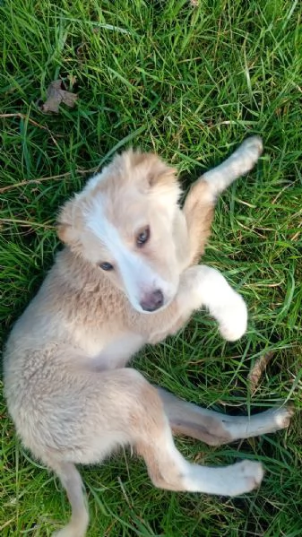 Sofia cucciola Carinissima taglia media contenuta  | Foto 0