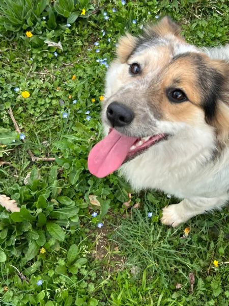 Fuffy cucciolina visibile in Liguria  | Foto 2