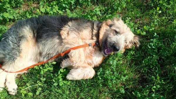 Maya cucciolona fantastica  | Foto 1