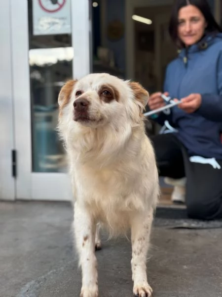 Luna cagnolina visibile a Ferrara  | Foto 4