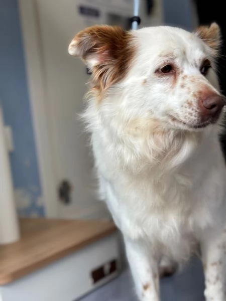 Luna cagnolina visibile a Ferrara  | Foto 2